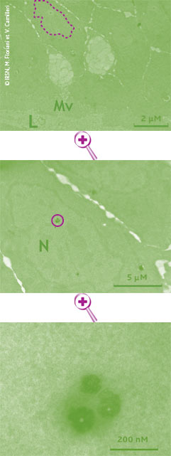 L’observation histologique par microscope électronique à transmission (TEM) montre un précipité d’uranium dans le noyau d’une cellule épithéliale prélevée sur le tube digestif d’un Danio Rerio adulte après 37 jours d’exposition à l’uranium appauvri (420 nM dans l’eau). D’autres observations montrent des dégénérescences des muqueuses. Il n’y a cependant pas de lien clair dose/effet pour les dommages à la paroi intestinale.