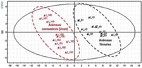 Carte factorielle (analyse discriminante PLS-DA) représentant les rats contaminés à l’uranium et les rats non contaminés. Chaque point représente un rat caractérisé par l’ensemble de ses métabolites dans l’urine dont les teneurs sont modifiées par la contamination (n = 95). La distance entre les deux nuages de points sur l’axe horizontal est significative (variabilité de la réponse biologique attribuable à la contamination). L’axe vertical exprime les différences de réponse entre les rats d’un même groupe (variabilité biologique inter-individuelle).