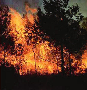 Environ 8 % de l’activité en Césium 137 présente dans le bois est émise dans l’atmosphère durant sa combustion.