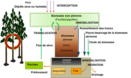 Représentation du cycle biogéochimique des éléments dans les écosystèmes forestiers