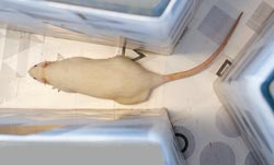 Expérimentation sur le rat et la radioactivité. Test d'intelligence. ©Noak/Le bar Floréal/IRSN