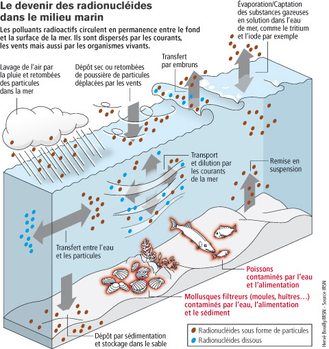Le devenir des radionucléides dans le milieu marin - © Hervé Bouilly - Source : IRSN