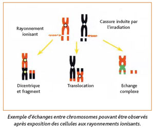 Exemple d'échanges entre chromosomes pouvant être observés après exposition des cellules aux rayonnements ionisants
