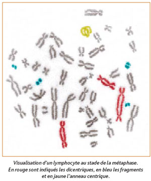 Visualisation d'un lymphocyte en métaphase