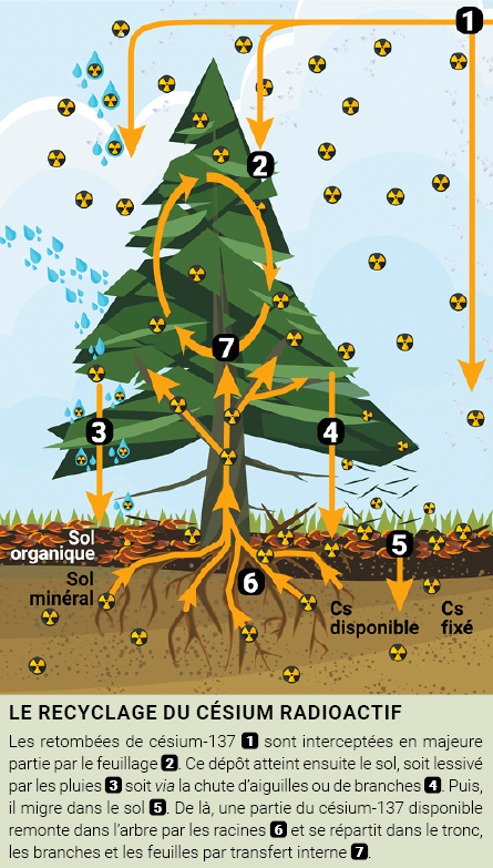 Cycle du césium au sein de systèmes sol-arbre.  Source : Pour la science/IRSN