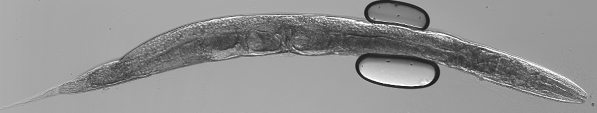 Image1 C elegans.png