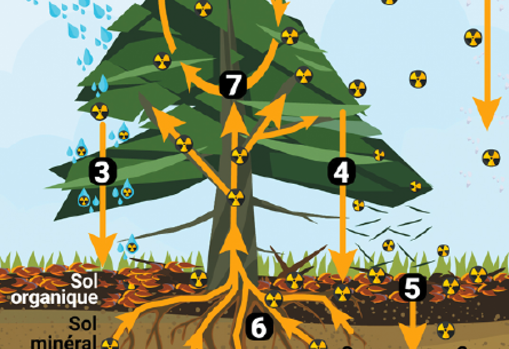 Cycle du césium au sein de systèmes sol-arbre.  Source : Pour la science/IRSN.