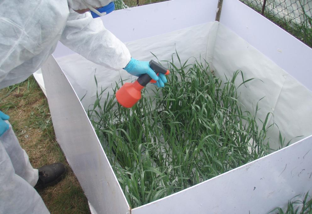 contamination parcelle blé végétatif
