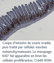 Cellule de souris irradie